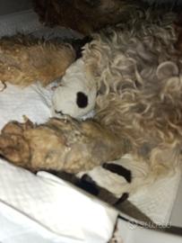 Cuccioli lagotto romagnolo