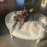 Bulldog francese
