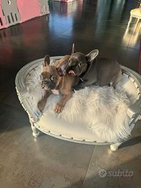 Bulldog francese