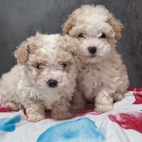 Cuccioli di maltipoo