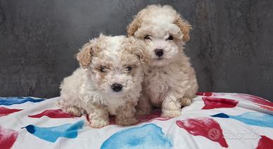 Cuccioli di maltipoo
