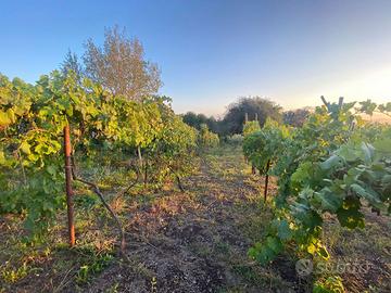 Terreno Agricolo San Sebastiano al Vesuvio