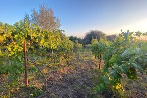 Terreno Agricolo San Sebastiano al Vesuvio