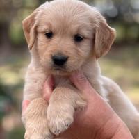Golden Retriever Cuccioli