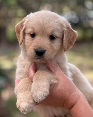 Golden Retriever Cuccioli