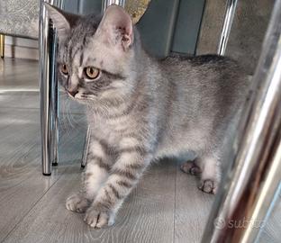 Scottish fold e straght
