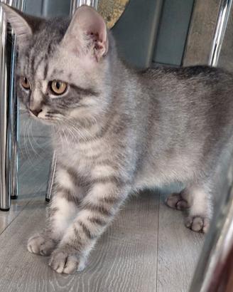 Scottish fold e straght
