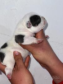 American bully pocket