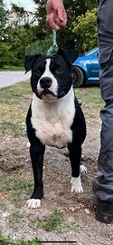 Amstaff maschio