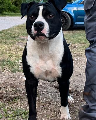 Amstaff maschio