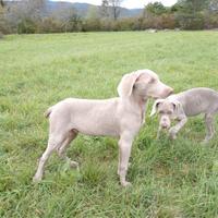 Cucciolo maschio di Weimaranner