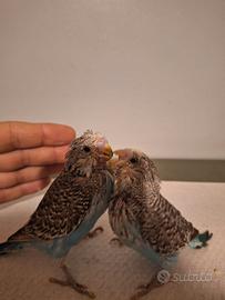 Cocorite allevate a mano