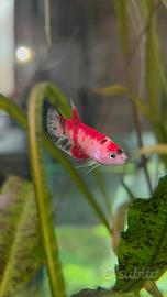 Pesce combattente BETTA
