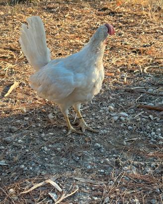 Galline gallo