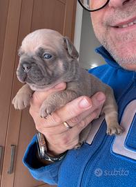 Bulldog francese