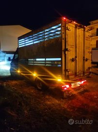 Iveco 35c13 trasporto animali vivi