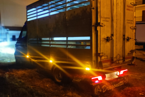 Iveco 35c13 trasporto animali vivi