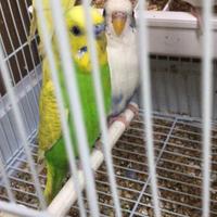 Cocoriti vari colori maschi e femmine