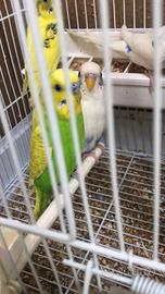 Cocoriti vari colori maschi e femmine