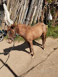 Pony femmina