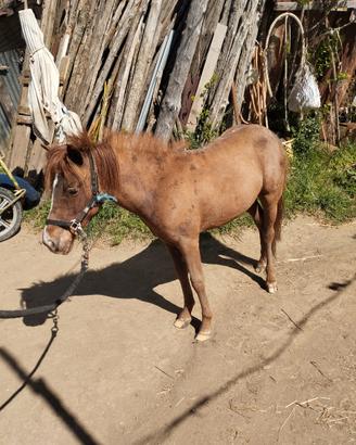 Pony femmina