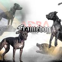 2 cuccioli Pitbull ADBA