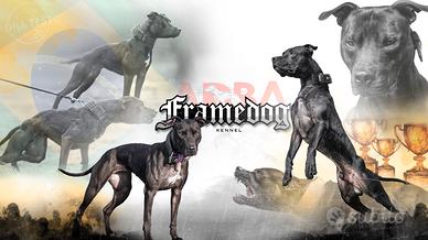 2 cuccioli Pitbull ADBA