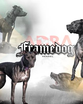 2 cuccioli Pitbull ADBA