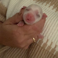 Maltese coreano mini toy
