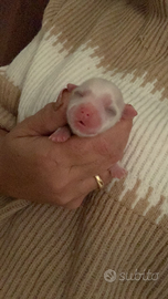 Maltese coreano mini toy