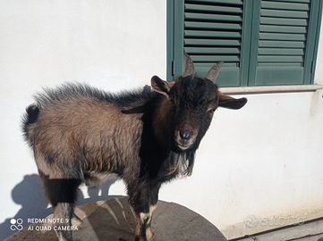 Capretta tibetana maschio