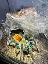 Chromatopelma cyaneopubescens - Migale
