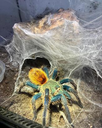 Chromatopelma cyaneopubescens - Migale