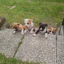 Cuccioli di Amstaff