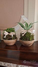 Kokedama