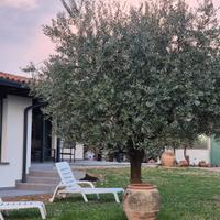Worklodge FRANCIACORTA Rooms