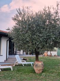 Worklodge FRANCIACORTA Rooms