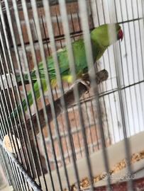 Parrocchetto femmina 2024