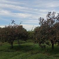 Terreno agricolo