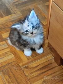 Cuccioli Maine coon