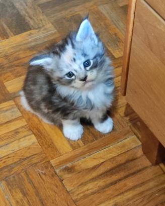 Cuccioli Maine coon