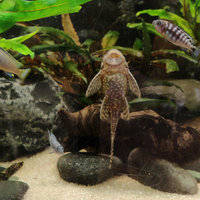 Ancistrus pesce pulitore