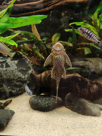 Ancistrus pesce pulitore