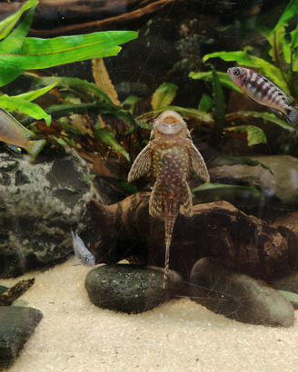 Ancistrus pesce pulitore