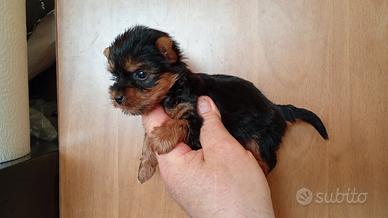 Yorcshire