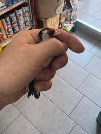 Cardellino favato 2025