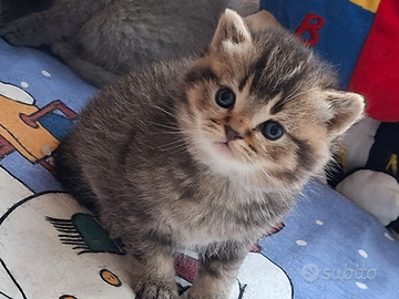 Scottish Fold Straight