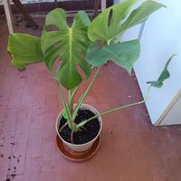 Monstera, pianta da interni, costola di adamo