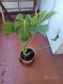 Monstera, pianta da interni, costola di adamo