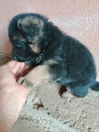 Cucciolo pastore tedesco